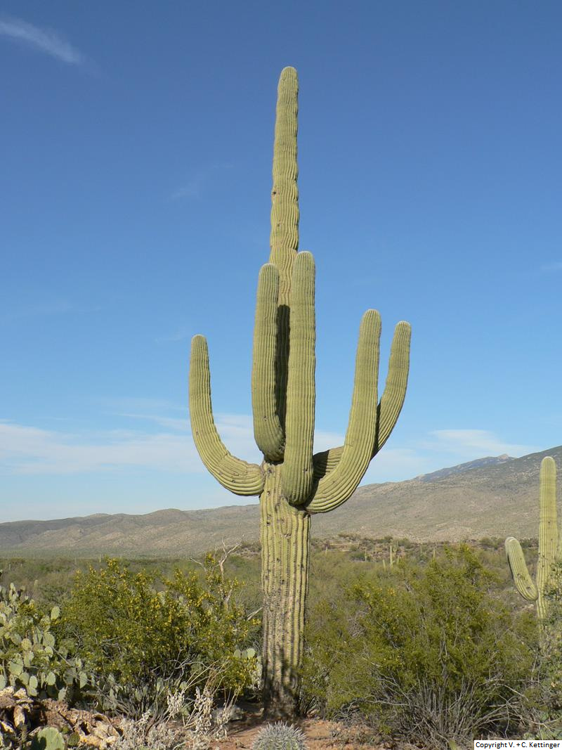 Künstlicher Mexikanischer Kaktus Carnegiea Groß in Topf aus zement