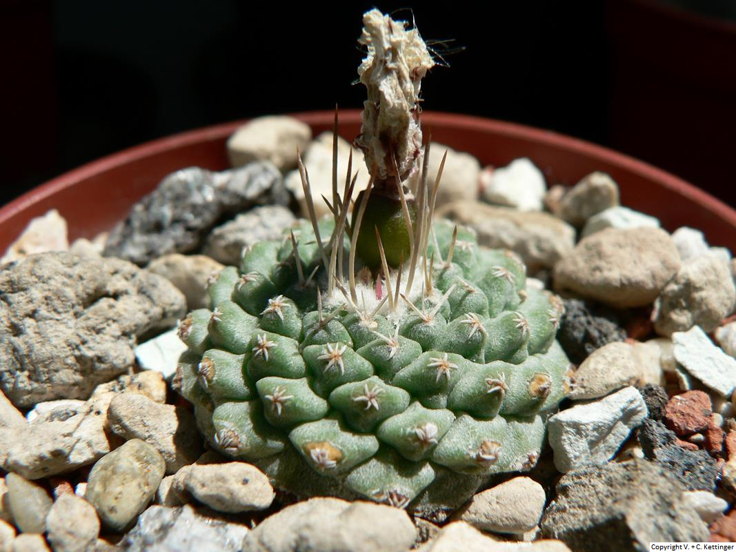 Strombocactus disciformis ssp. disciformis