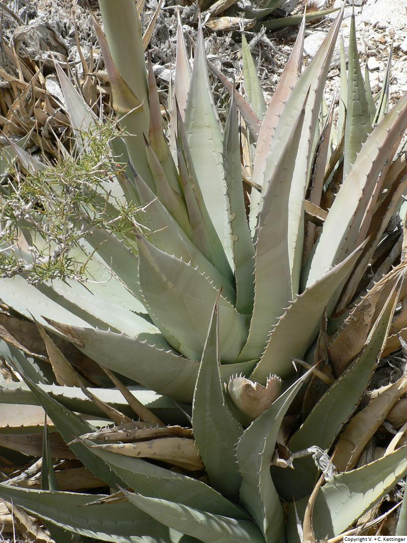 Agave deserti ssp. deserti