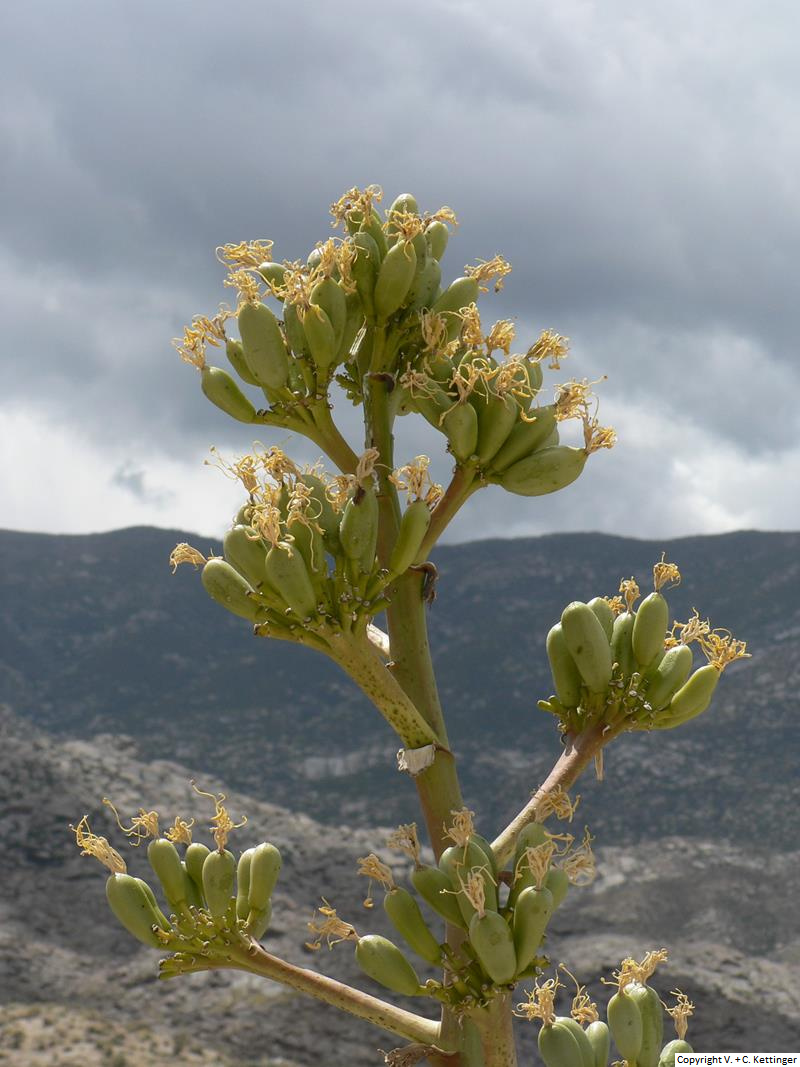 Agave deserti ssp. deserti