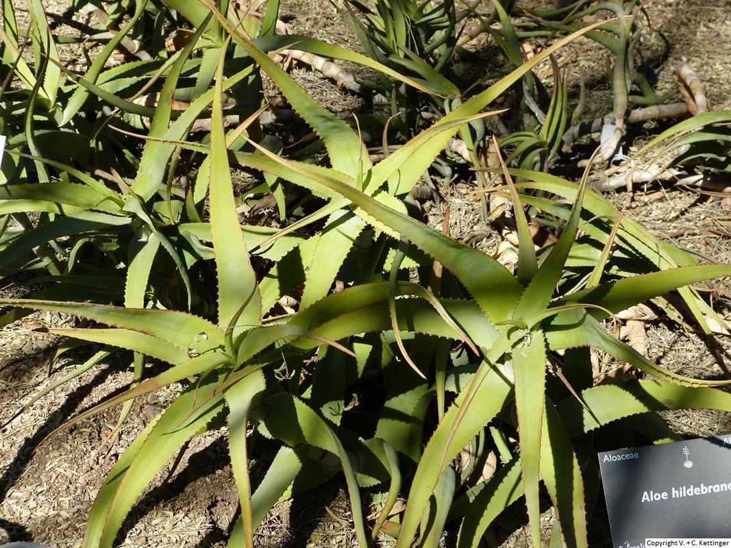 Aloe hildebrandtii