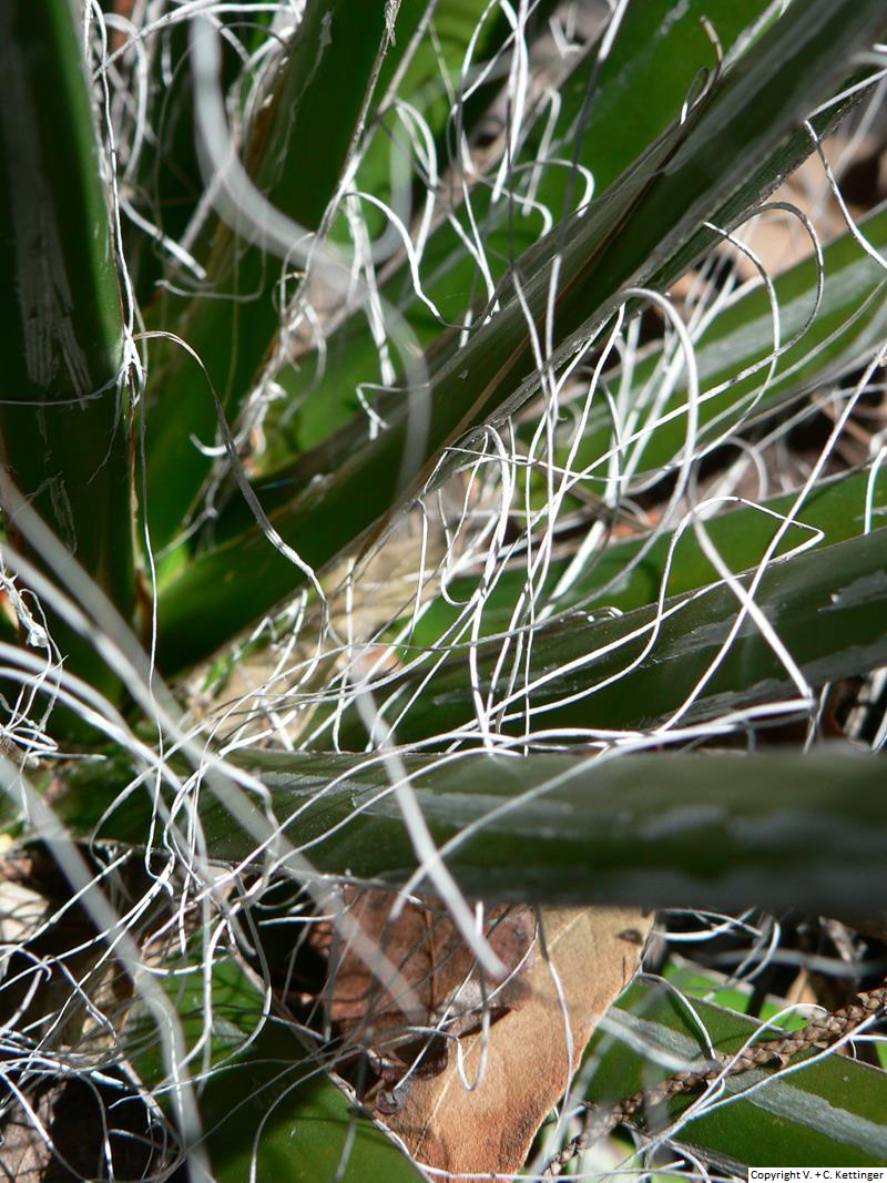 Agave filifera ssp. multifilifera