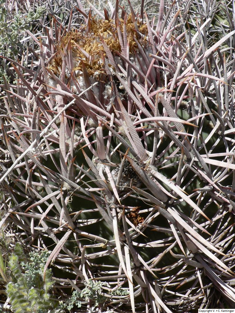 Echinocactus polycephalus ssp. polycephalus