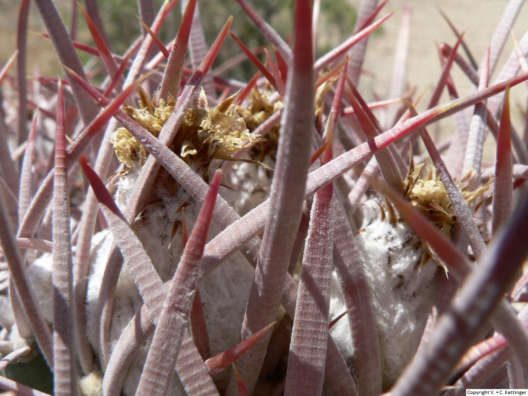 Echinocactus polycephalus ssp. polycephalus