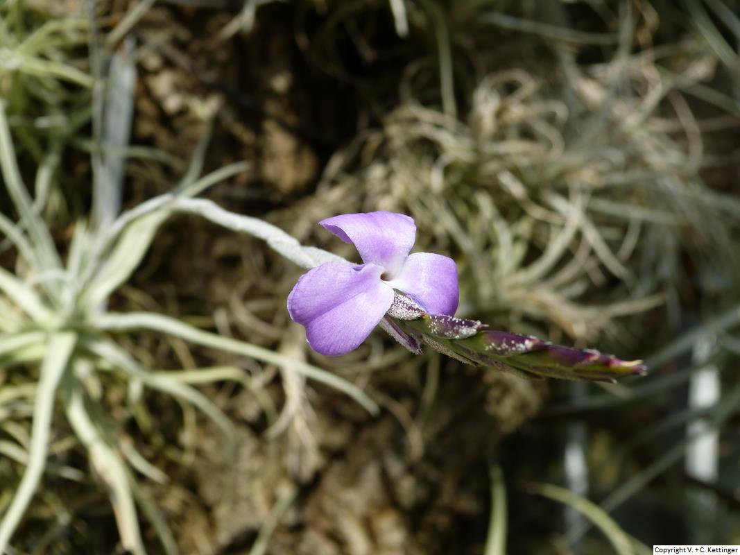 Tillandsia paleacea ssp. paleacea