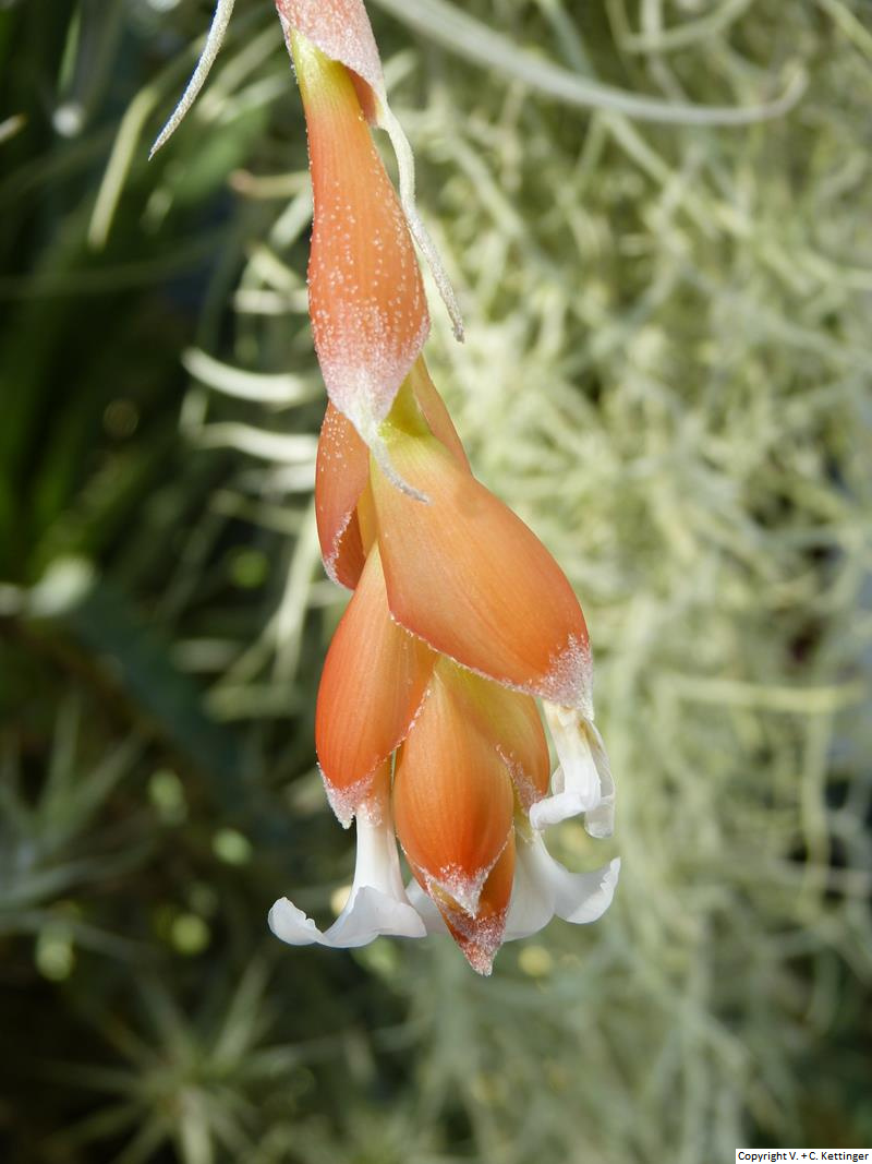 Tillandsia recurvifolia var. subsecundifolia