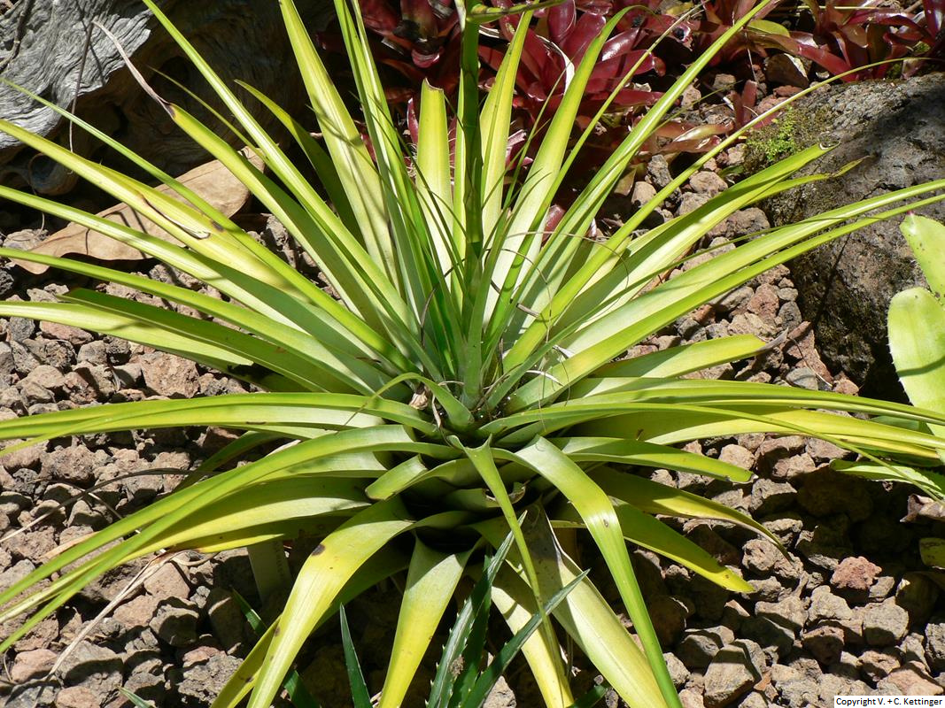 Tillandsia utriculata ssp. utriculata
