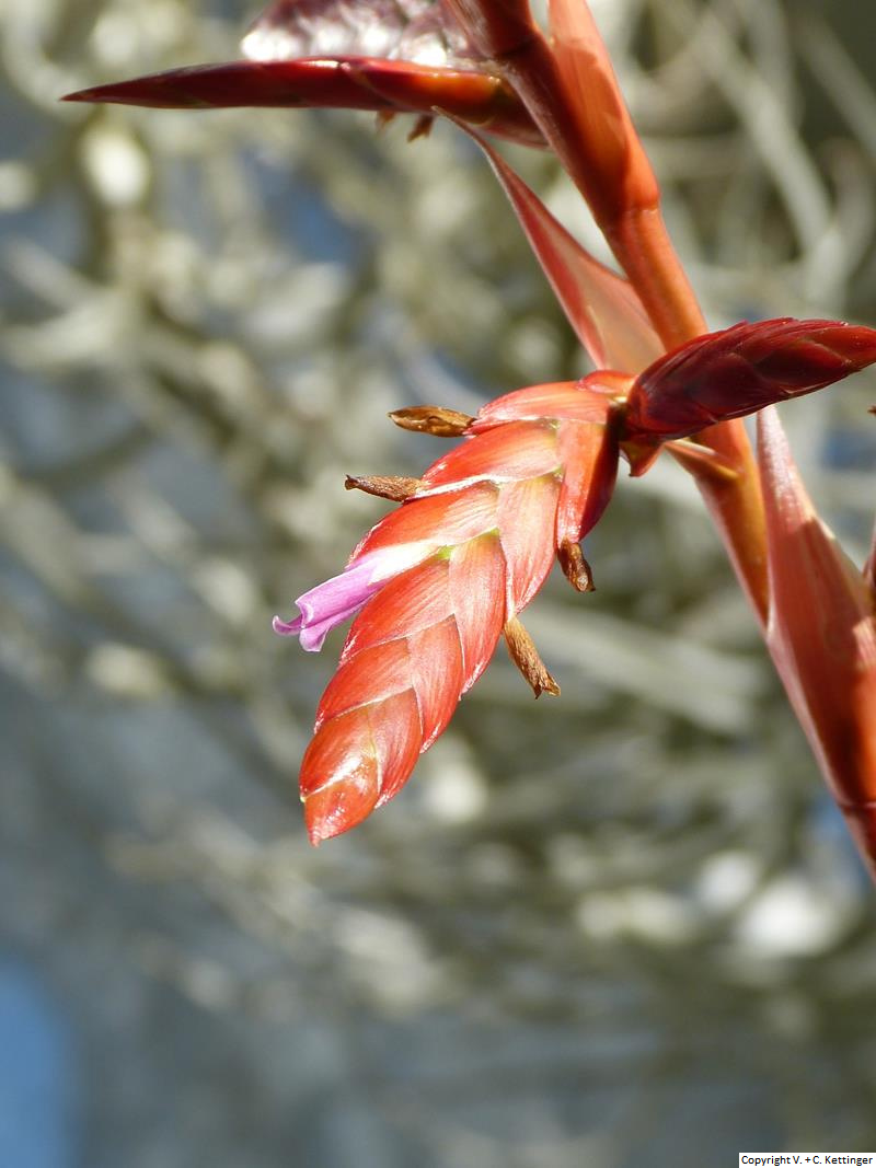 Tillandsia latifolia var. divaricata