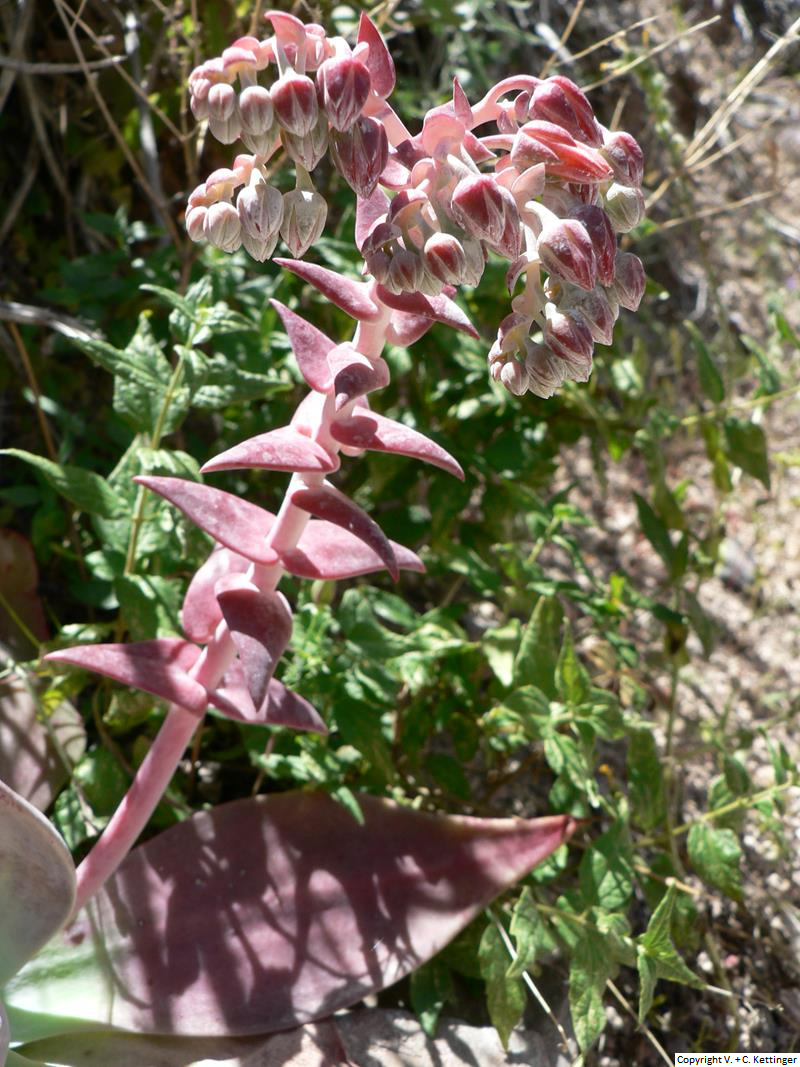 Dudleya pulverulenta ssp. arizonica