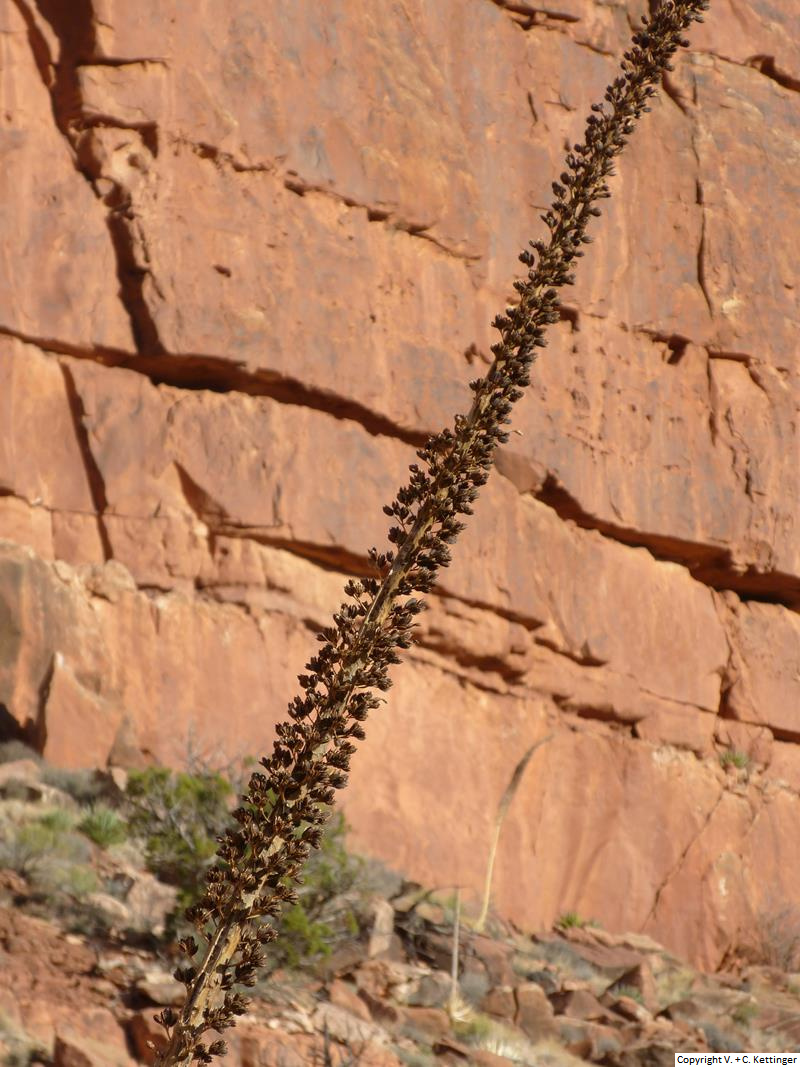 Agave utahensis ssp. kaibabensis