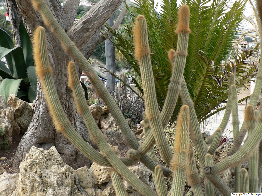 Cleistocactus varispinus