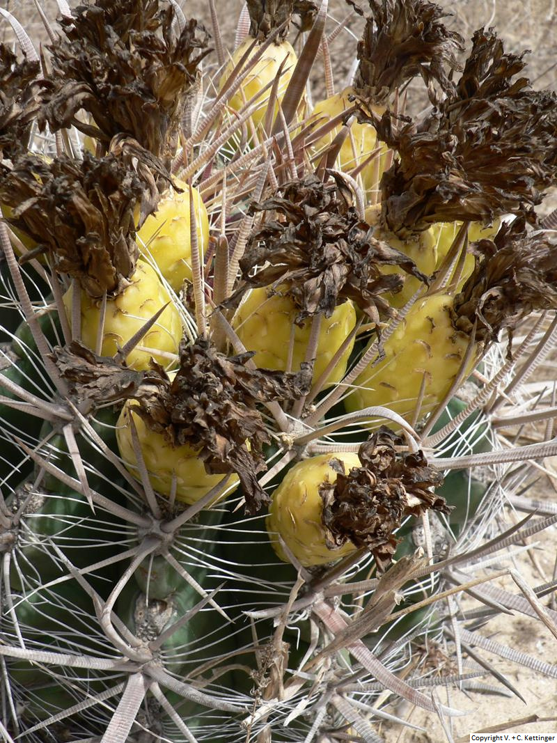Ferocactus peninsulae ssp. santa-maria