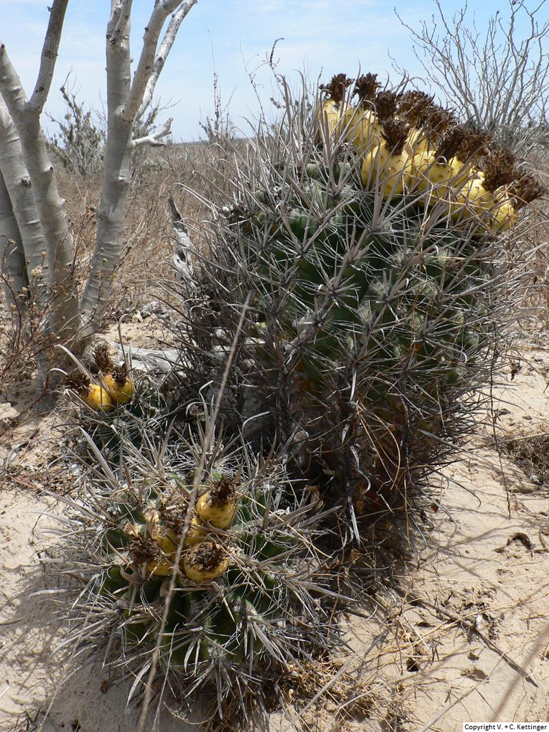 Ferocactus peninsulae ssp. santa-maria