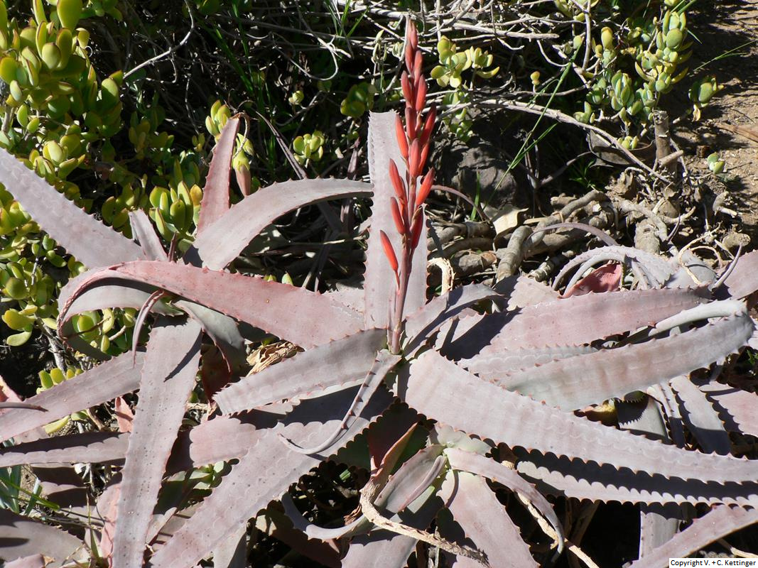 Aloe acutissima var. acutissima