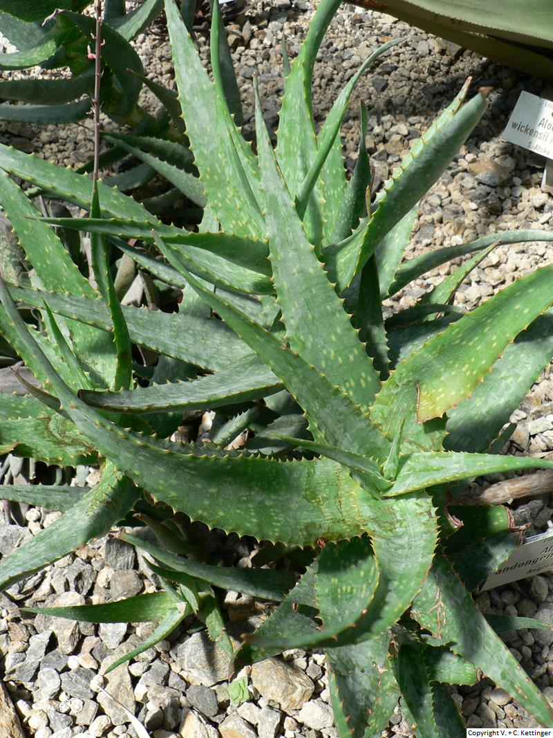 Aloe andongensis var. repens