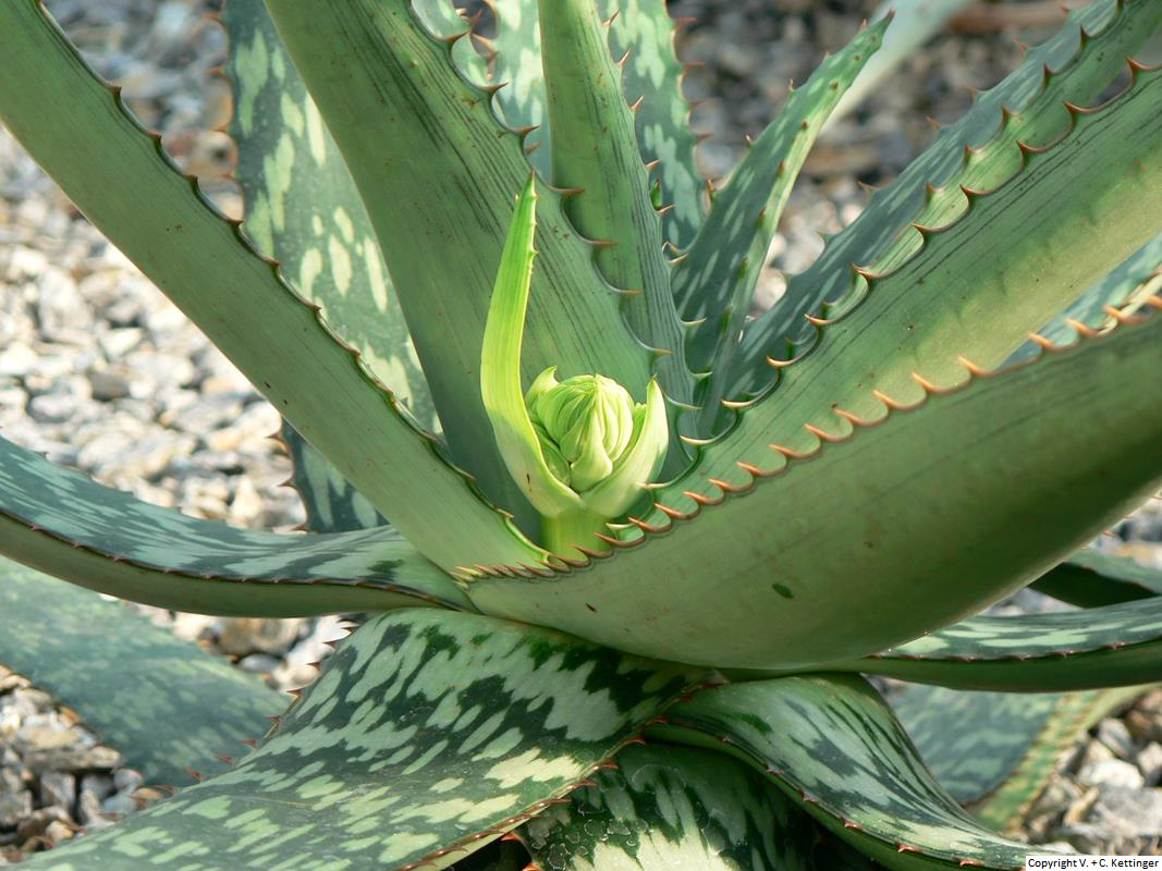 Aloe burgersfortensis