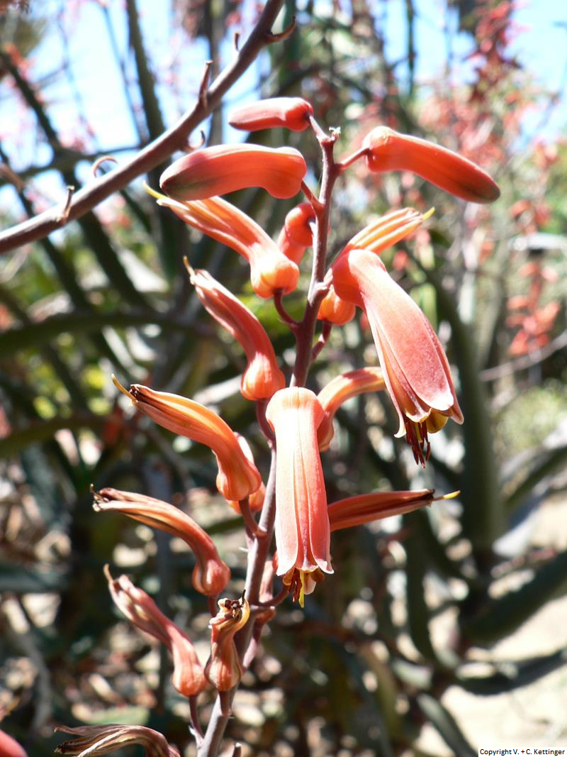 Aloe divaricata var. divaricata