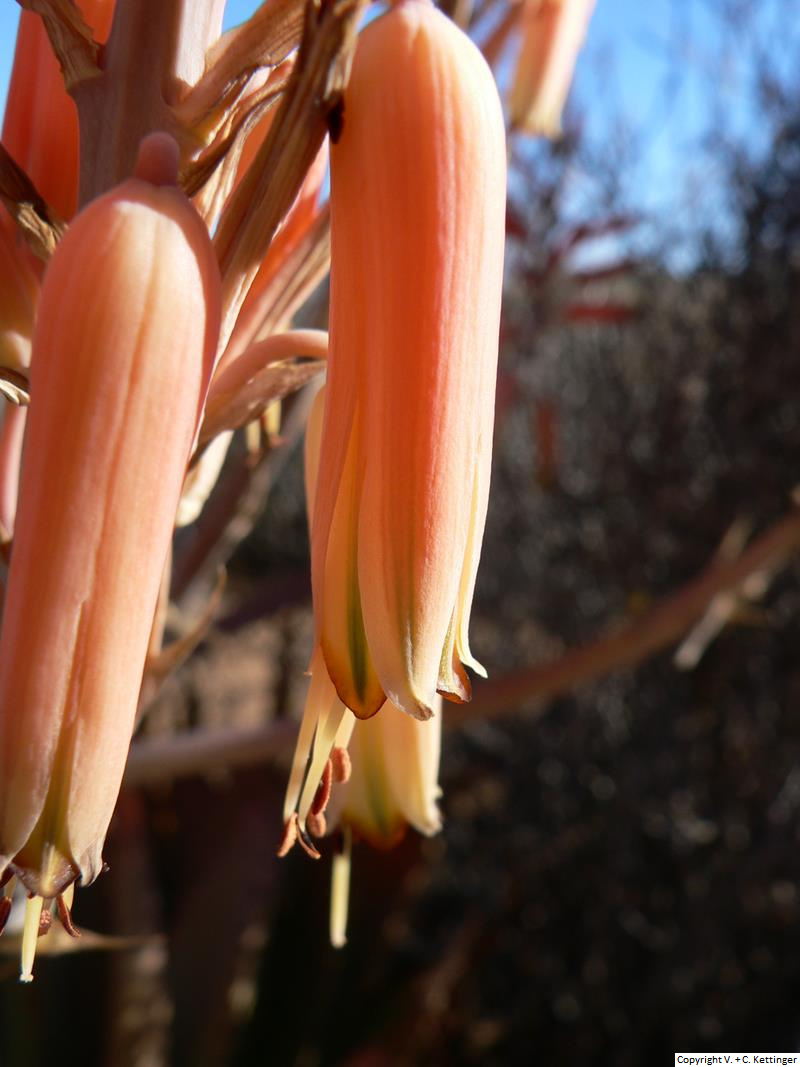 Aloe falcata