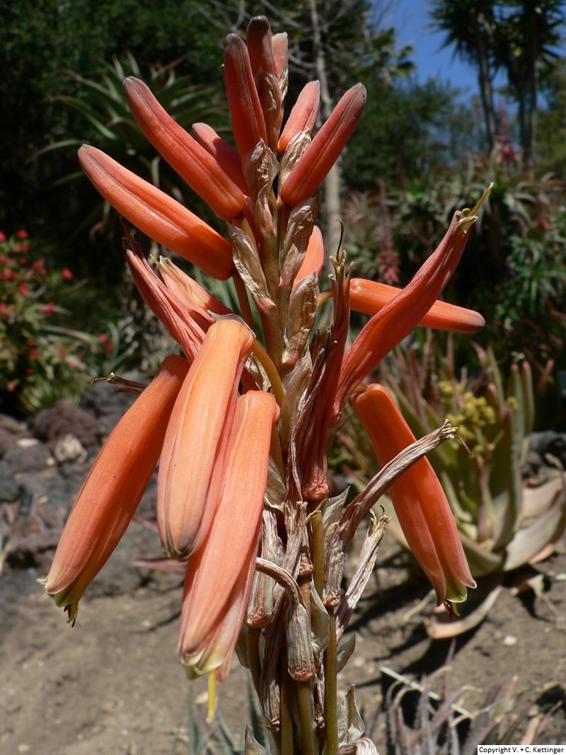 Aloe glauca var. glauca