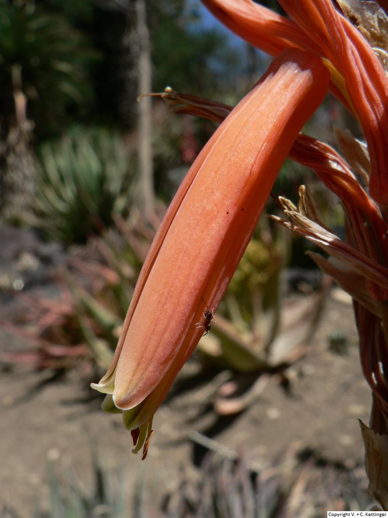 Aloe glauca var. glauca