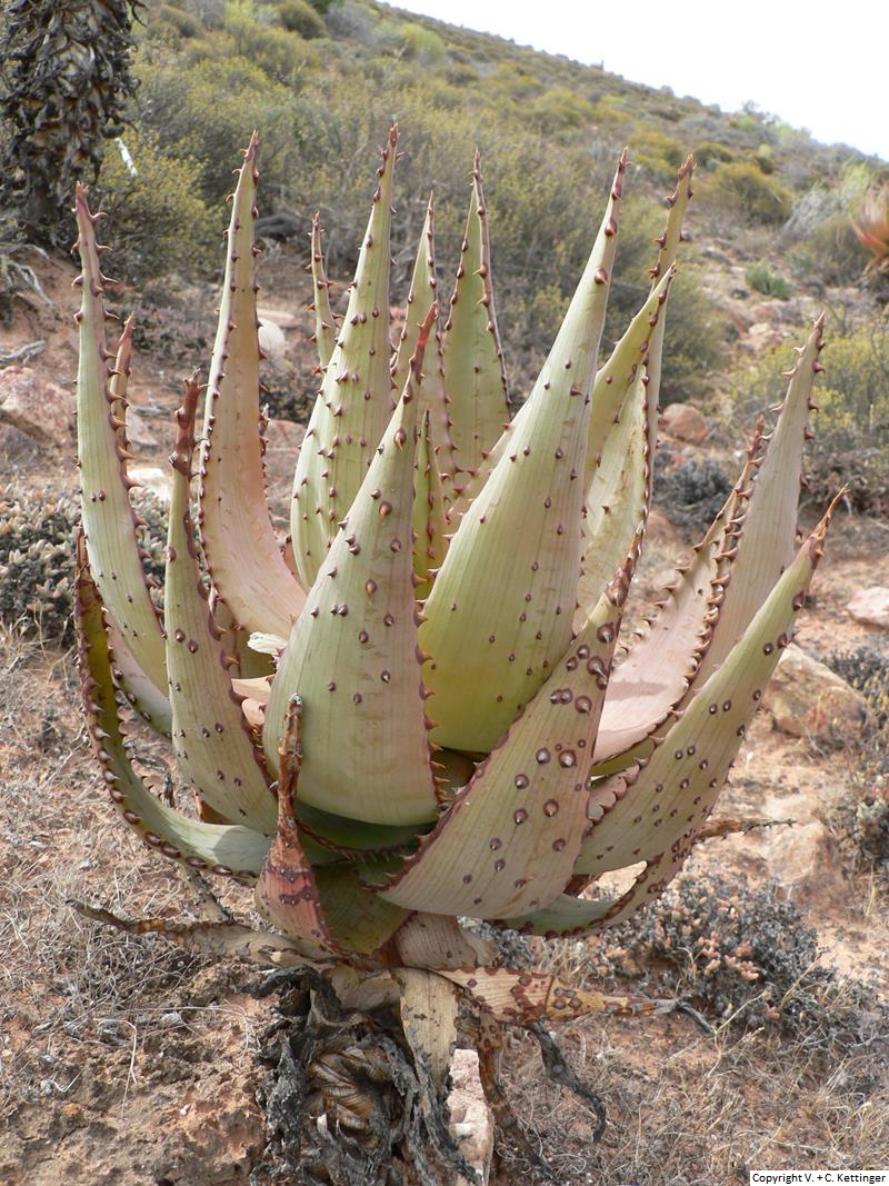 Aloe glauca var. spinosior