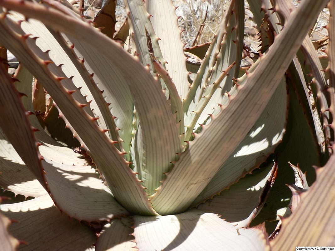 Aloe hereroensis