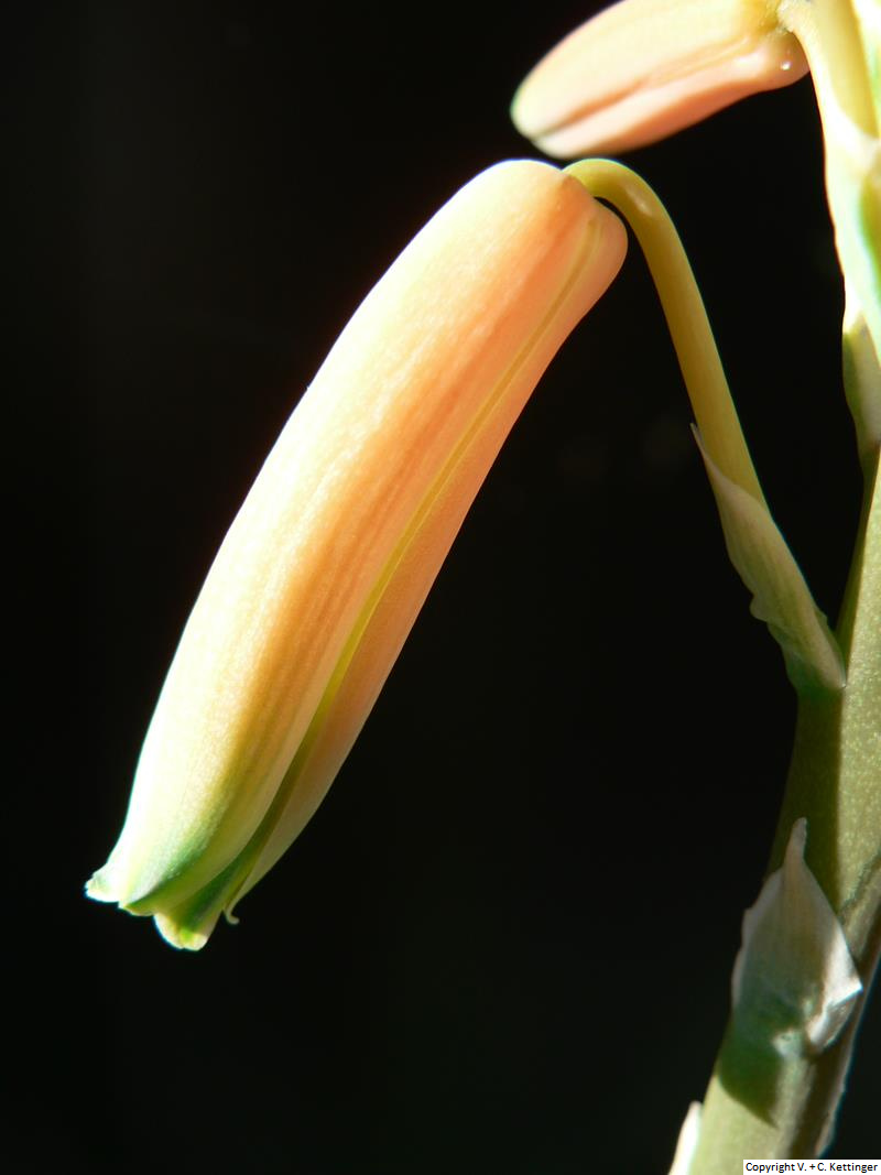 Aloe krapohliana var. krapohliana