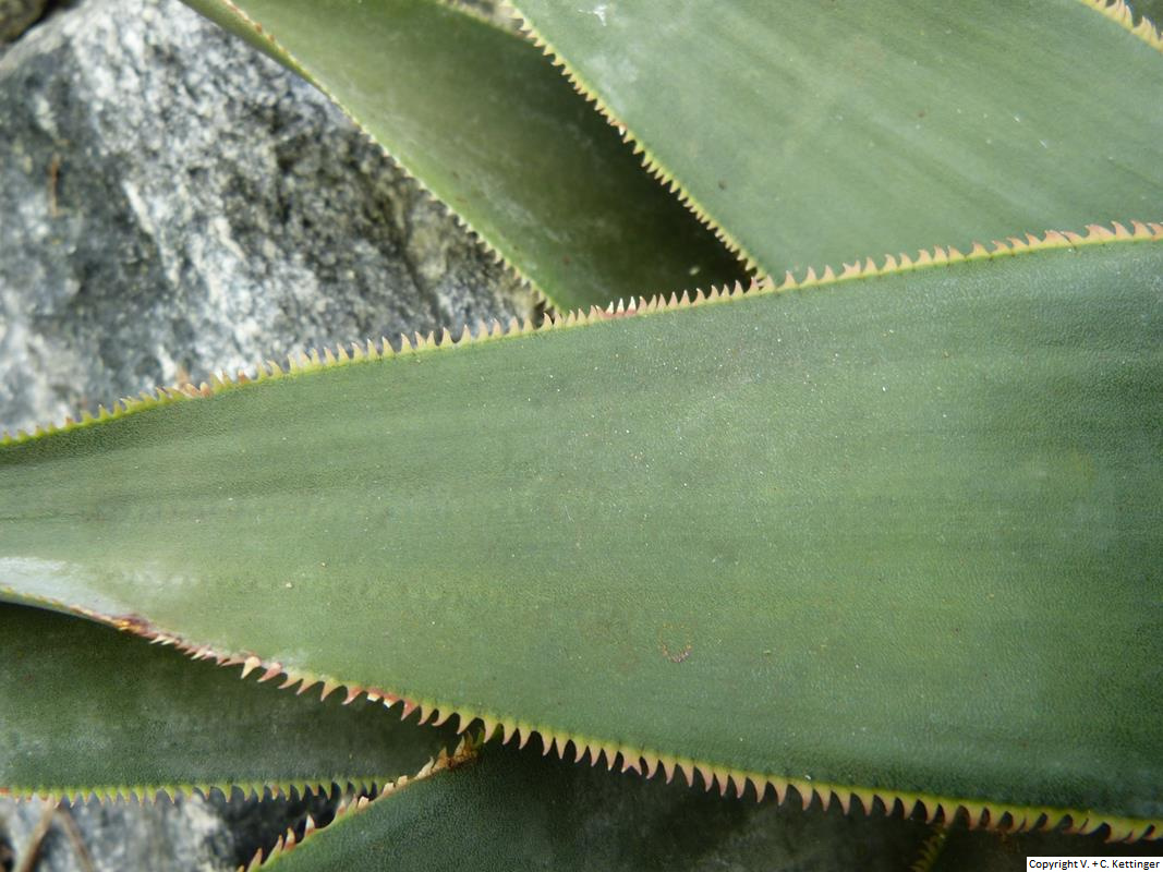 Aloe laeta var. laeta
