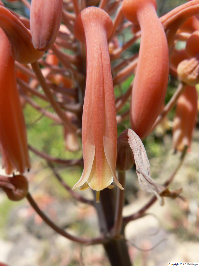 Aloe lateritia var. graminicola