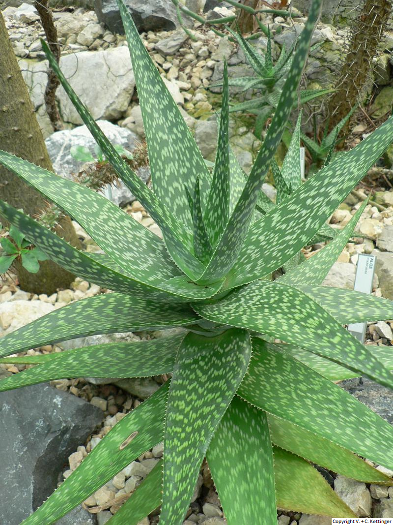 Aloe madecassa var. madecassa