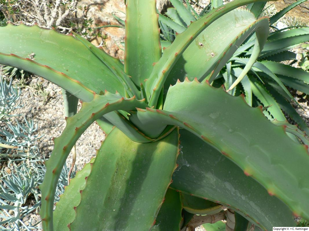Aloe megalacantha ssp. alticola