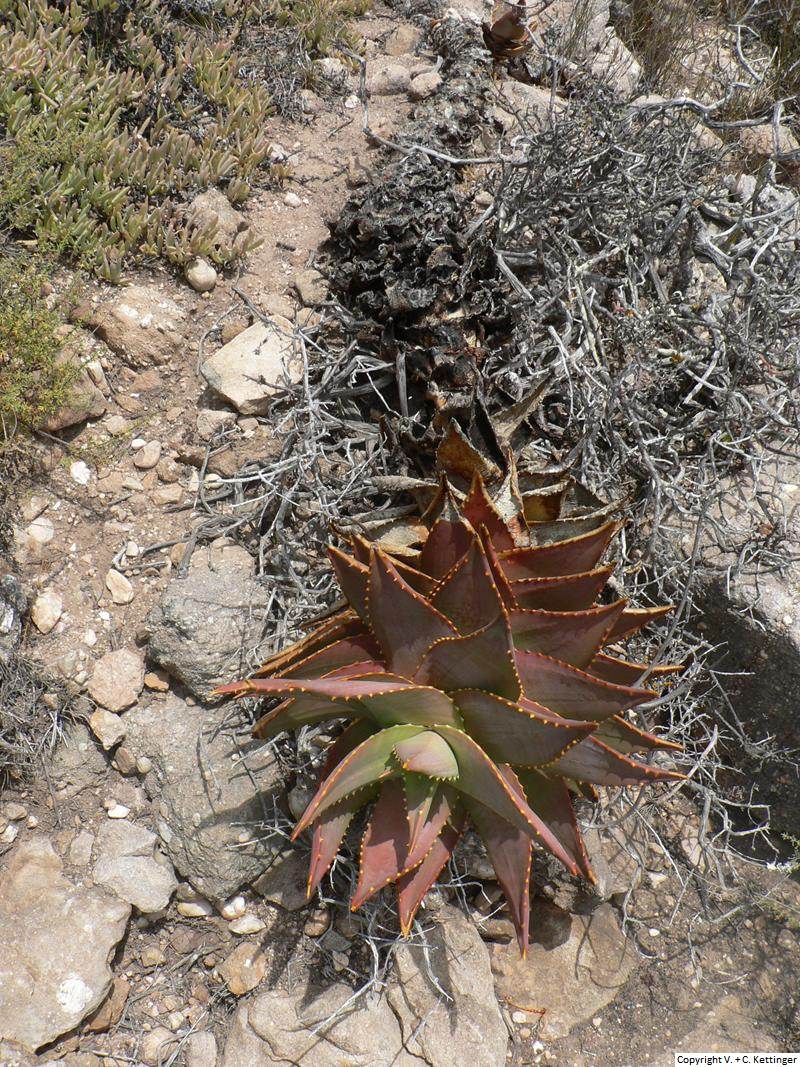 Aloe mitriformis ssp. mitriformis