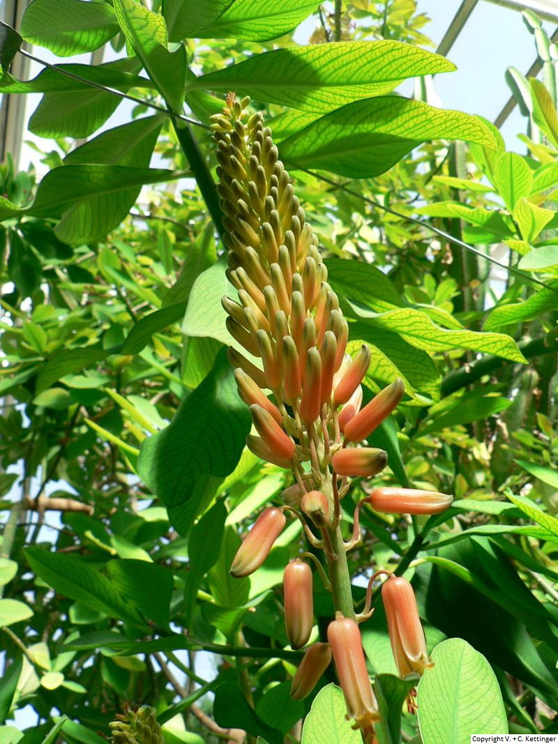 Aloe nyeriensis (Syn. A. ngobitensis)