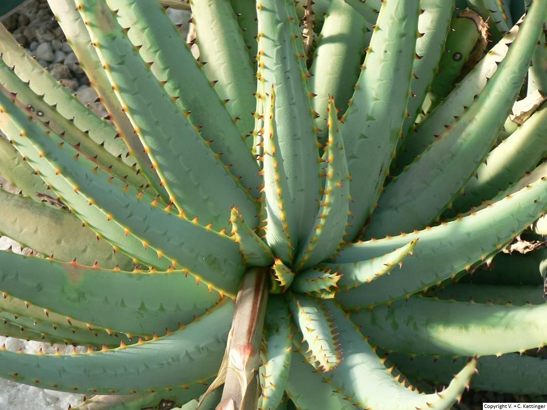 Aloe pachygaster