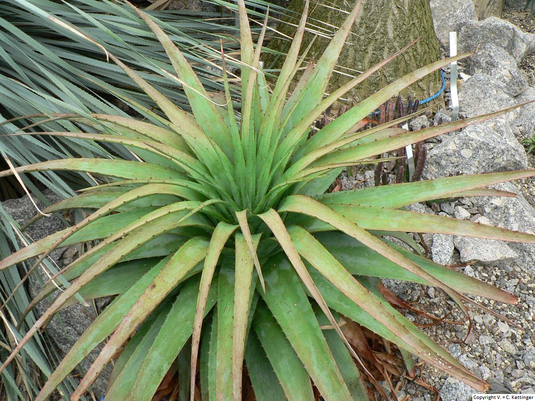Aloe pretoriensis