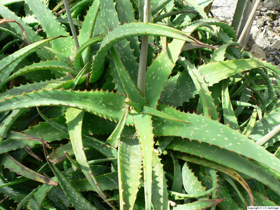 Aloe sinkatana
