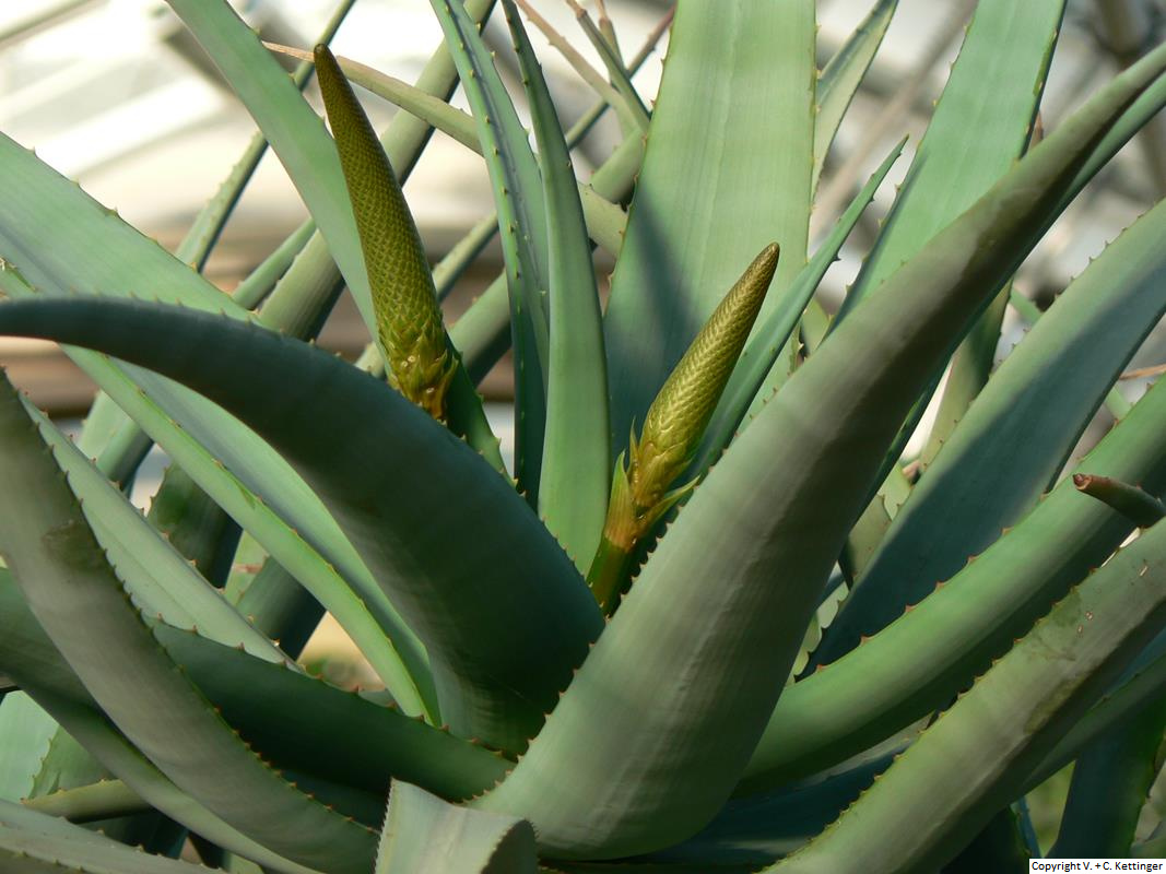 Aloe spicata (Syn. A. sessiliflora)