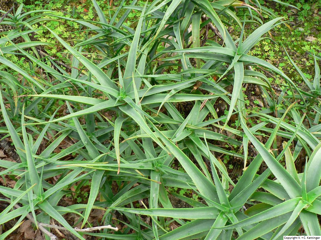 Aloe striatula var. striatula