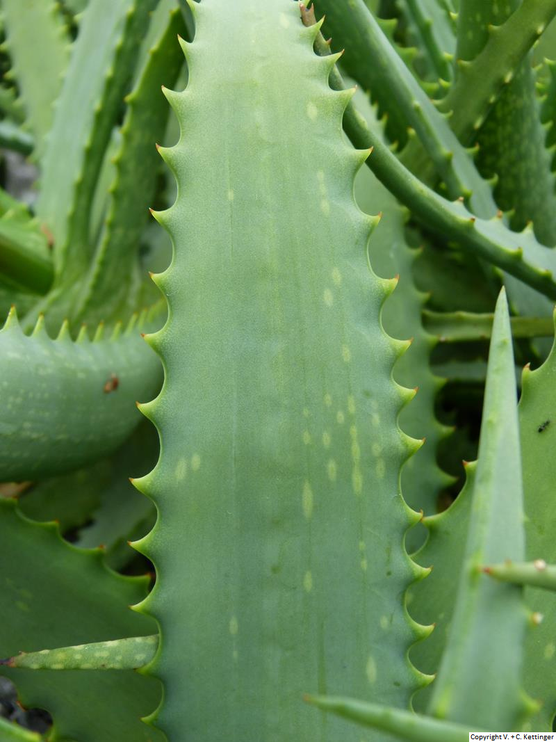 Aloe tororoana