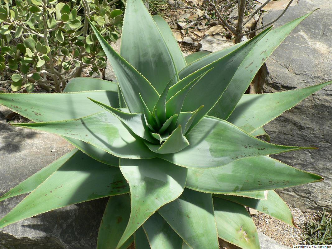 Aloe viguieri