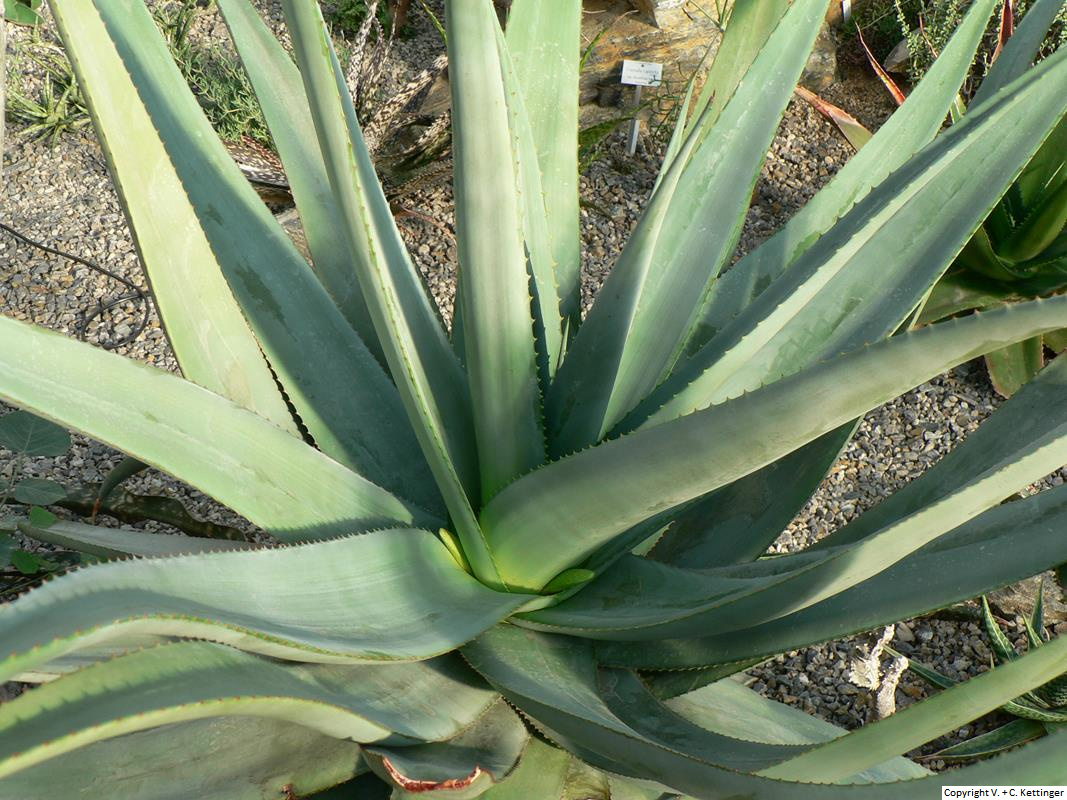 Aloe vryheidensis (Syn. A. dolomitica)
