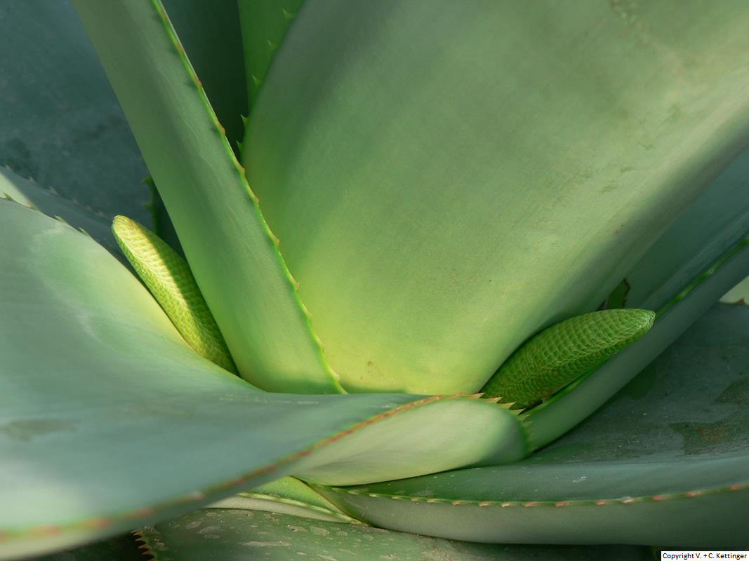 Aloe vryheidensis (Syn. A. dolomitica)