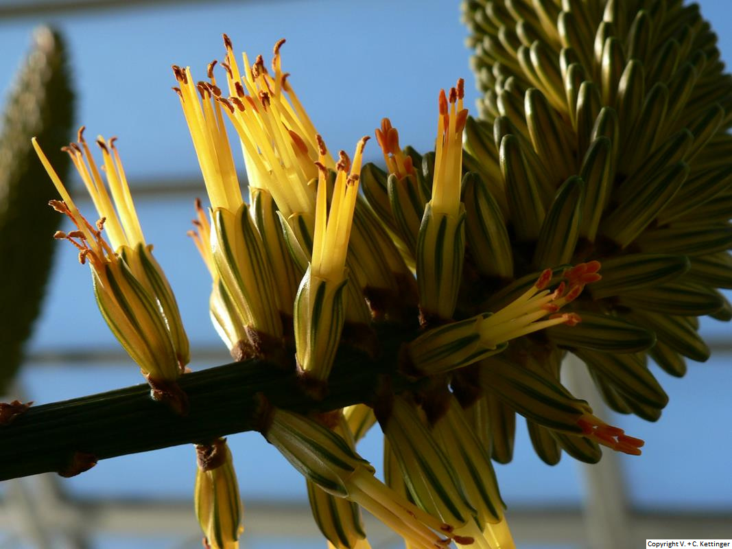 Aloe vryheidensis