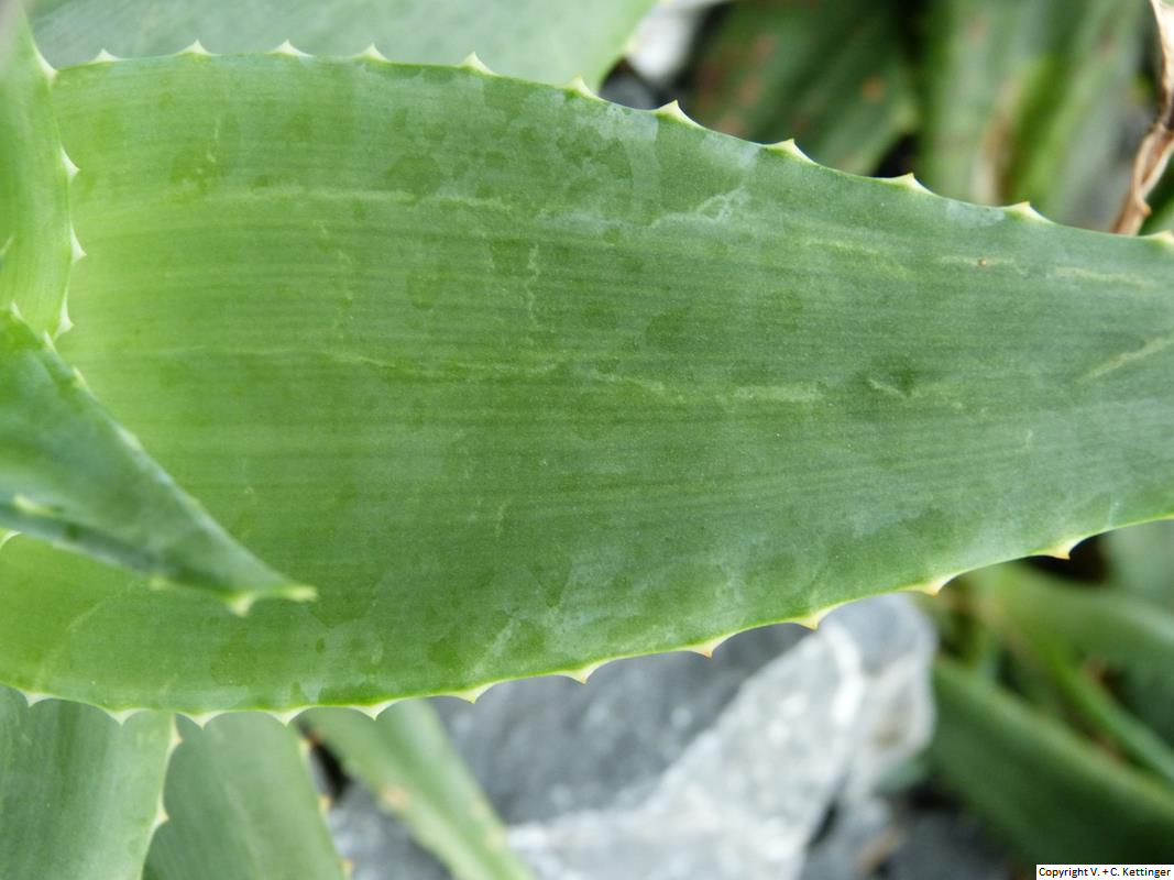 Aloe deltoideodonta var. candicans