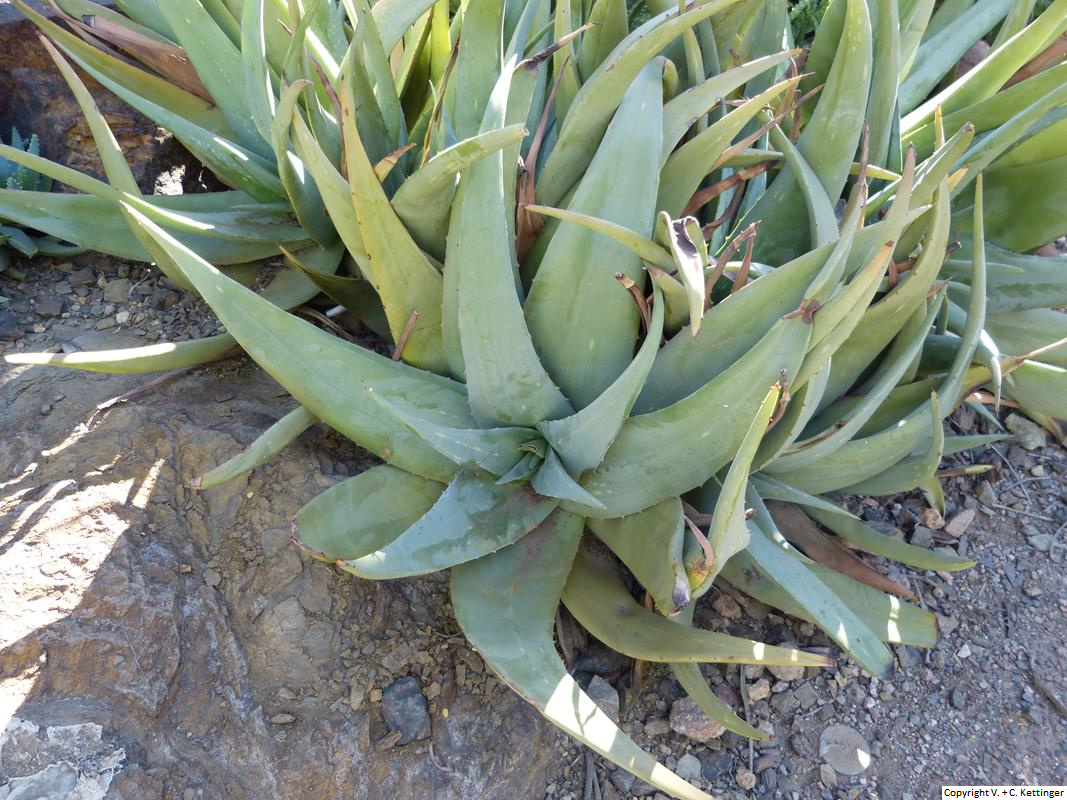 Aloe lindenii