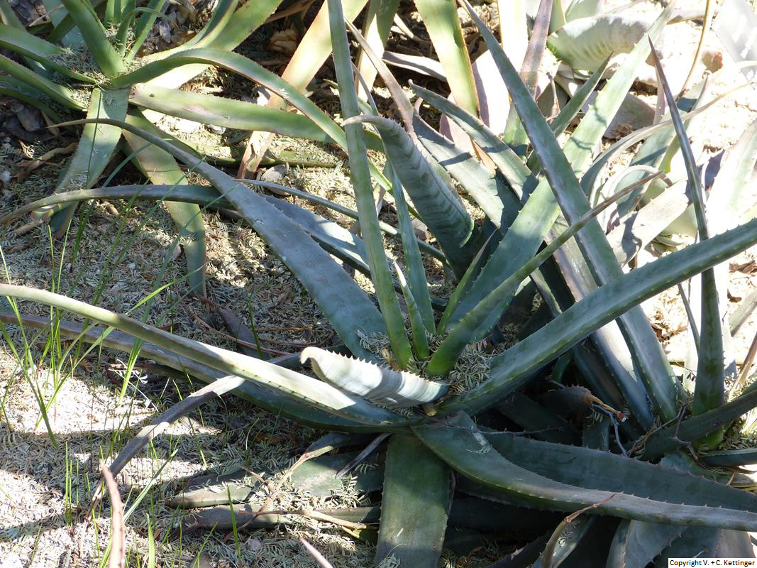 Aloe turkanensis